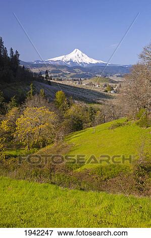 Stock Photo - Mount Hood In The Columbia River Gorge; Oregon United States Of America. Fotosearch