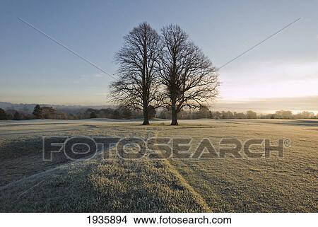 Picture - Mount Juliet Golf Course Covered In Frost; Thomastown, Kilkenny, Ireland. Fotosearch