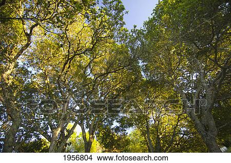 oak trees with green and yellow leaves; petaluma california united states of america View Large Photo Image Picture - oak trees with green and yellow leaves; petaluma california united states of america. Fotosearch
