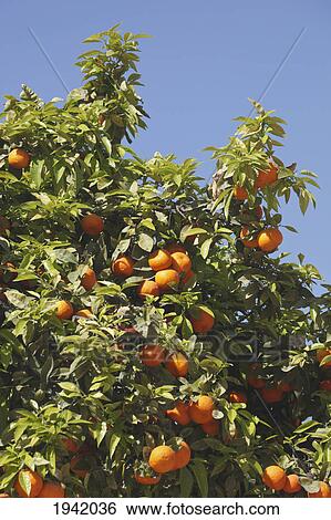 Stock Photograph - Oranges Growing On Tree; Malaga Spain. Fotosearch