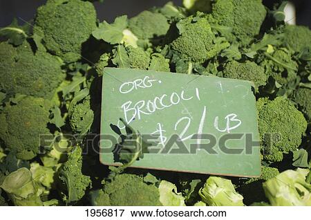 organic broccoli at the farmers market; berkeley california united states of america View Large Photo Image Stock Photo - organic broccoli at the farmers market; berkeley california united states of america. Fotosearch