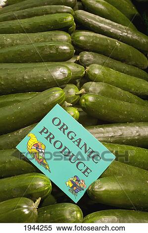 Stock Photography - organic cucumbers; waterloo quebec canada. Fotosearch