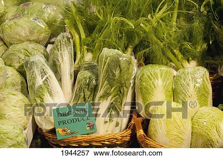 organic iceburg lettuce bok choy nappa cabbage and fennel; waterloo quebec canada View Large Photo Image Stock Photo - organic iceburg lettuce bok choy nappa cabbage and fennel; waterloo quebec canada. Fotosearch