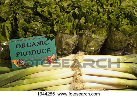 Stock Photograph - organic leeks and green leaf lettuce; waterloo quebec canada. Fotosearch