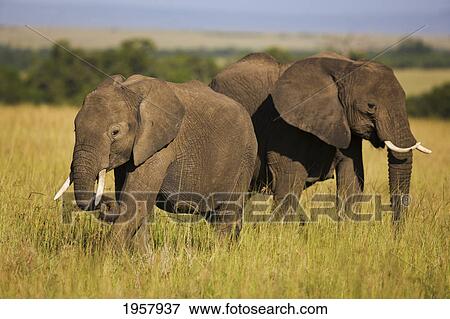 pair of african elephants grazing in the long grass; masai mara kenya View Large Photo Image Stock Photo - pair of african elephants grazing in the long grass; masai mara kenya. Fotosearch