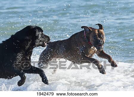 Stock Photo - Pair Of Dogs Playing In Surf; Tarifa Spain. Fotosearch