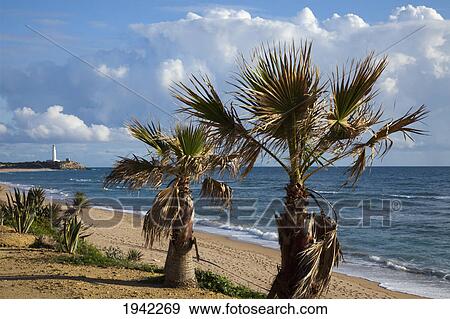 Palm Trees And Lighthouse At Cape Trafalgar; Zahora Spain View Large Photo Image Stock Photo - Palm Trees And Lighthouse At Cape Trafalgar; Zahora Spain. Fotosearch