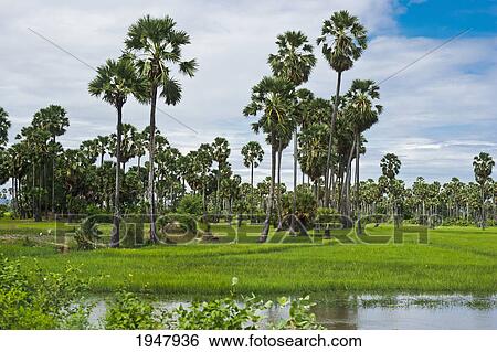 Stock Photograph - palm trees by a small body of water; cambodia. Fotosearch