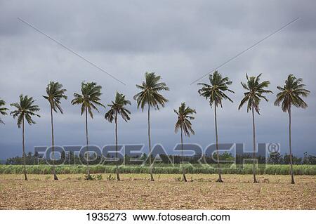 Palm Trees Sway In The Wind In A Sugarcane Field As A Storm Approaches Near Bias City; s Island, Philippines View Large Photo Image Stock Image - Palm Trees Sway In The Wind In A Sugarcane Field As A Storm Approaches Near Bias City; s Island, Philippines. Fotosearch