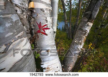 Stock Image - Paper Birch Trees In Autumn Beside Pigeon Lake; Alberta Canada. Fotosearch