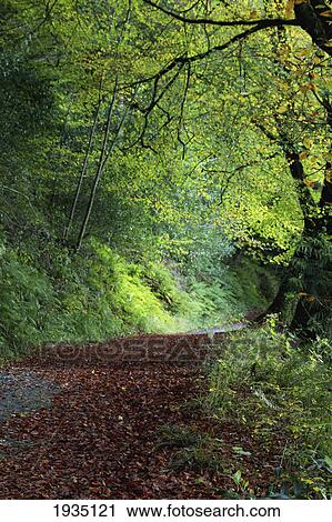 Stock Image - Path Through The Woods; Inistioge, County Kilkenny, Ireland. Fotosearch