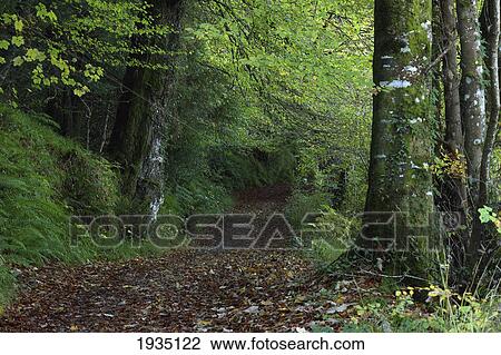 Path Through The Woods; Inistioge, County Kilkenny, Ireland View Large Photo Image Stock Image - Path Through The Woods; Inistioge, County Kilkenny, Ireland. Fotosearch