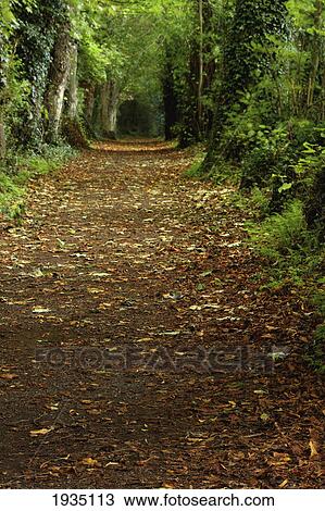 Path Through Woods; Cahir, County Tipperary, Ireland View Large Photo Image Stock Image - Path Through Woods; Cahir, County Tipperary, Ireland. Fotosearch