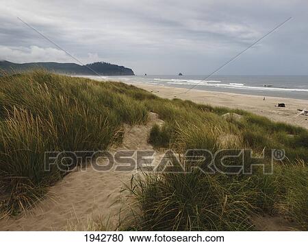 Path To Beach In Bayocean Peninsula County Park; Tillamook Oregon Usa View Large Photo Image Stock Image - Path To Beach In Bayocean Peninsula County Park; Tillamook Oregon Usa. Fotosearch