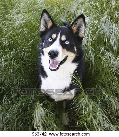 Stock Image - piercing eyes of a dog; newbrough northumberland england. Fotosearch