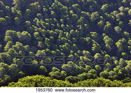 Stock Image - pine forest photographed from above; malaga province spain. Fotosearch