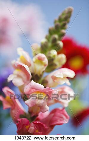 Stock Image - Pink Flowers Blooming; Portland Oregon United States Of America. Fotosearch