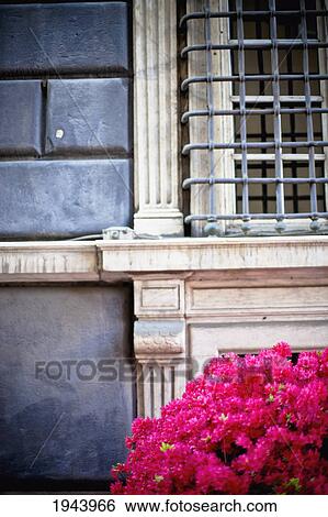 Pink Flowers In Front Of A Barred Window; Genoa Liguria Italy View Large Photo Image Stock Photograph - Pink Flowers In Front Of A Barred Window; Genoa Liguria Italy. Fotosearch