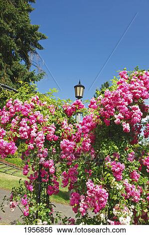 Stock Photograph - pink rose bushes in the international rose test garden in washington park; portland oregon united states of america. Fotosearch