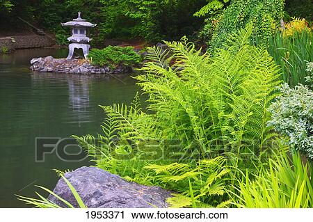 plants growing on the edge of a pond in mingus park; coos bay oregon united states of america View Large Photo Image Stock Image - plants growing on the edge of a pond in mingus park; coos bay oregon united states of america. Fotosearch