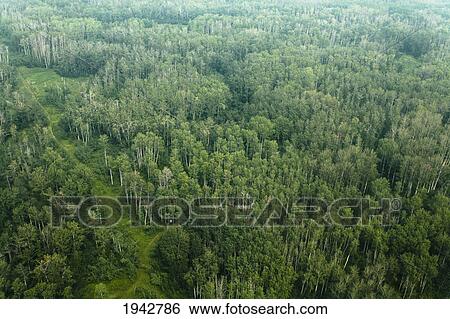 Stock Photograph - Poplar Forest And Trails At Cooking Lake; Alberta Canada. Fotosearch