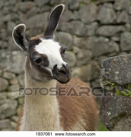 Stock Image - Portrait Of Llama At Machu Picchu; Peru. Fotosearch