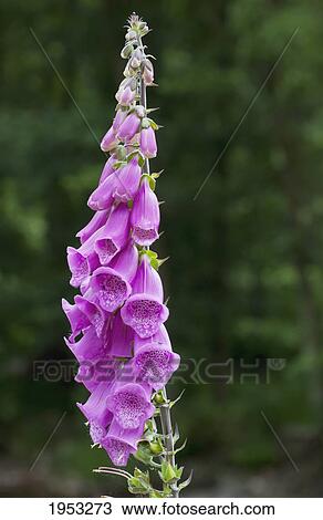 purple foxglove; northumberland england View Large Photo Image Stock Image - purple foxglove; northumberland england. Fotosearch