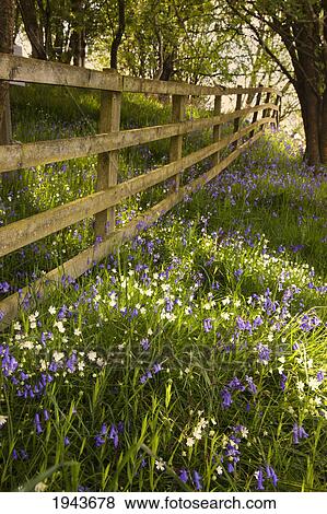 Stock Photo - Purple Wildflowers And A Wooden Fence; Northumberland England. Fotosearch