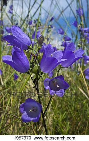 Stock Image - purple wildflowers; northumberland england. Fotosearch