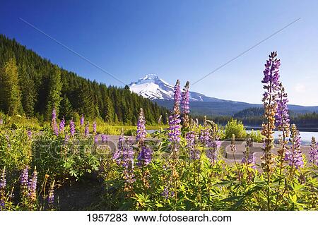 purple wildflowers on the shore of trillium lake with mount hood in the background; oregon united states of america View Large Photo Image Stock Image - purple wildflowers on the shore of trillium lake with mount hood in the background; oregon united states of america. Fotosearch