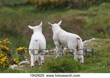 Stock Photo - Rear View Of Two Lambs Looking Out Over A Cliff; Northumberland England. Fotosearch