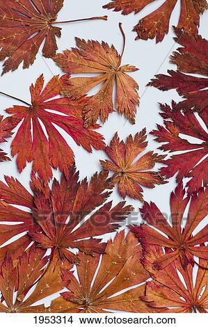 Picture - red and orange leaves laying on a light blue background; northumberland england. Fotosearch