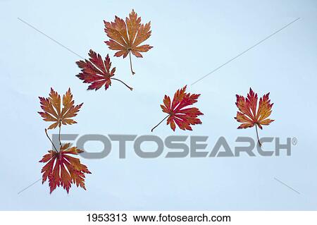 red and orange leaves placed on a light blue background; northumberland england View Large Photo Image Stock Image - red and orange leaves placed on a light blue background; northumberland england. Fotosearch