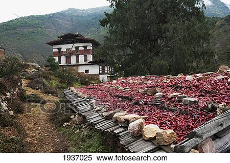 Red Chili Harvested And Drying; Tamchhog Lhakhang Bhutan View Large Photo Image Stock Photography - Red Chili Harvested And Drying; Tamchhog Lhakhang Bhutan. Fotosearch