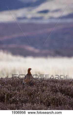Red Grouse (Lagopus Lagopus Scotica); Yorkshire Dales England View Large Photo Image Stock Photograph - Red Grouse (Lagopus Lagopus Scotica); Yorkshire Dales England. Fotosearch