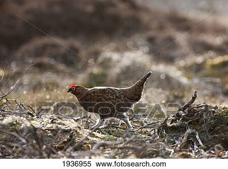 Stock Photography - Red Grouse (Lagopus Lagopus Scotica) Walking On The Ground; Yorkshire Dales England. Fotosearch