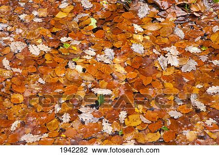Red Leaves Covering The Ground In Autumn; County Cork Ireland View Large Photo Image Stock Image - Red Leaves Covering The Ground In Autumn; County Cork Ireland. Fotosearch