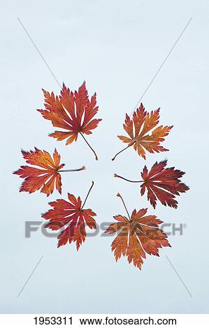 red leaves placed in a circle on a light blue background; northumberland england View Large Photo Image Stock Image - red leaves placed in a circle on a light blue background; northumberland england. Fotosearch