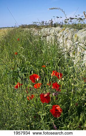 Picture - red poppies grow in the long grass; northumberland england. Fotosearch