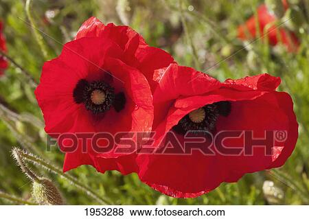 Stock Photo - red poppies; northumberland england. Fotosearch