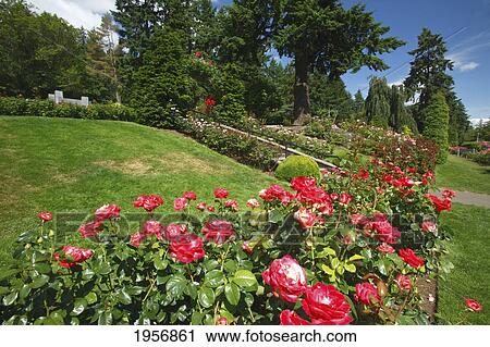 Stock Image - red roses in a garden at the international rose test garden; portland oregon united states of america. Fotosearch