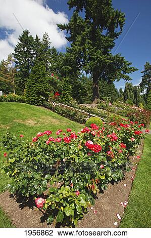 Stock Image - red roses in a garden at the international rose test garden; portland oregon united states of america. Fotosearch