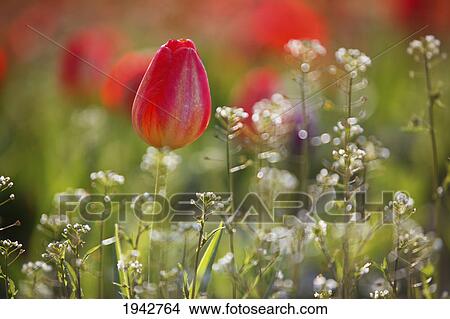 Picture - Red Tulips Growing With Sprigs Of Small White Flowers At Wooden Shoe Tulip Farm; Woodburn Oregon United States Of America. Fotosearch