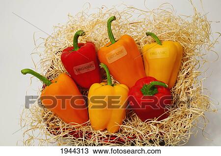 red yellow and orange bell peppers in basket with organic labels; waterloo quebec canada View Large Photo Image Stock Image - red yellow and orange bell peppers in basket with organic labels; waterloo quebec canada. Fotosearch