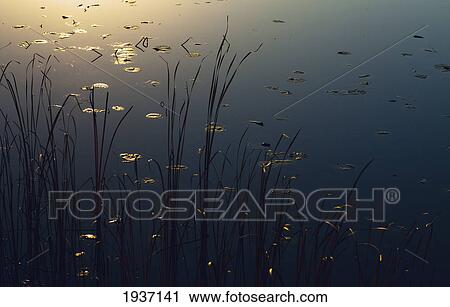 Reeds Along A Lake During Sunrise In Lebanon Hills Regional Park In Dakota County; Minnesota United States Of America View Large Photo Image Stock Image - Reeds Along A Lake During Sunrise In Lebanon Hills Regional Park In Dakota County; Minnesota United States Of America. Fotosearch