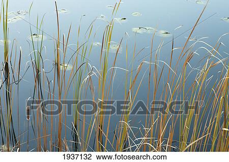 Reeds At Lebanon Hills Regional Park In Dakota County; Minnesota United States Of America View Large Photo Image Stock Image - Reeds At Lebanon Hills Regional Park In Dakota County; Minnesota United States Of America. Fotosearch