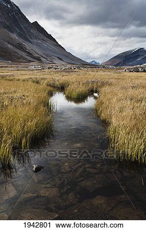 Reeds In A Pond At Wilcox Pass; Jasper Alberta Canada View Large Photo Image Stock Image - Reeds In A Pond At Wilcox Pass; Jasper Alberta Canada. Fotosearch