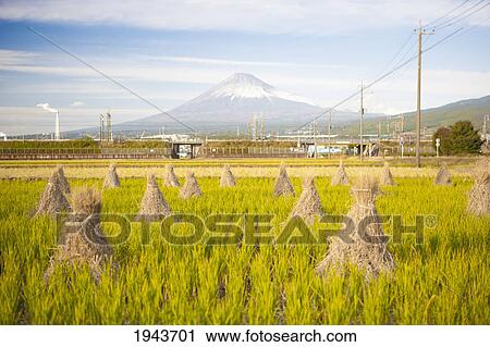 Rice Field In Front Of Mt. Fuji; Honshu Japan View Large Photo Image Stock Image - Rice Field In Front Of Mt. Fuji; Honshu Japan. Fotosearch