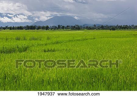 Stock Photo - rice growing in a field; cambodia. Fotosearch