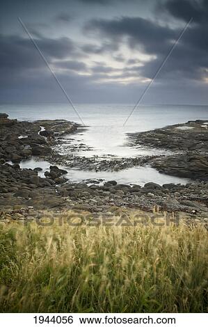 Stock Photograph - Rock And Tall Grass Along The Coast; Curio Bay South Island New Zealand. Fotosearch